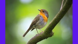Bird Sanctuaries of India