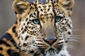 rarest animals in the world