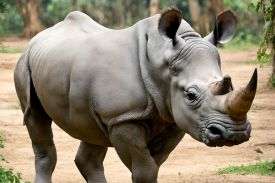 The Javan Rhino