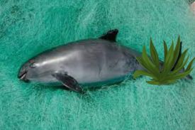 The Vaquita