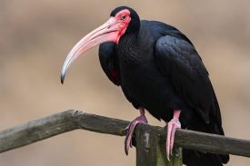 northern bald ibis