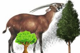 Saola