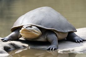Yangtze giant softshell turtle