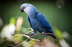 The Spix Macaw