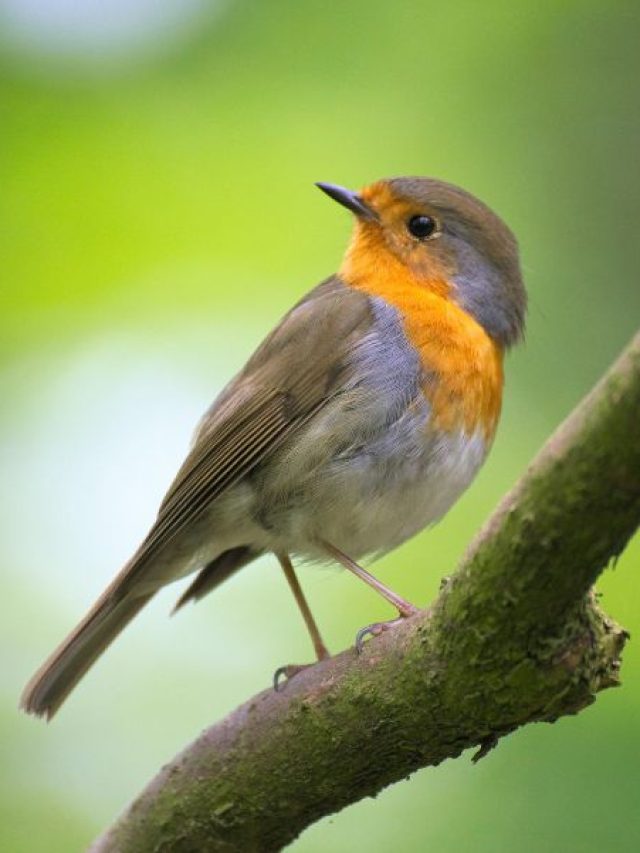 Bird Sanctuaries of India