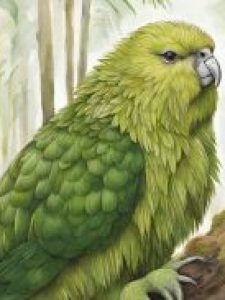 the kakapo